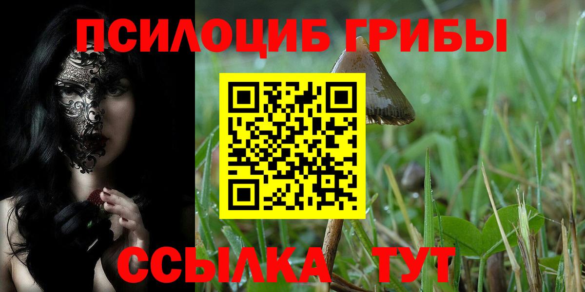 Галлюциногенные грибы Psilocybe Камышин